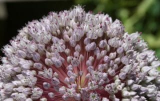 Lauchblüte