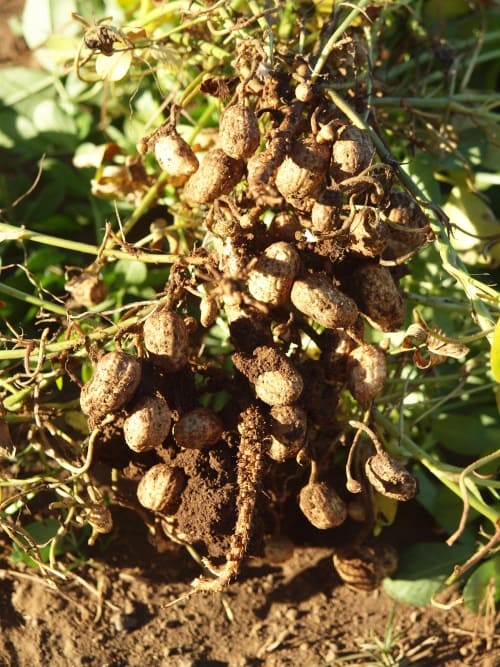Ernusspflanze bei der Ernte