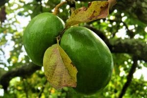 eiförmige Avocado