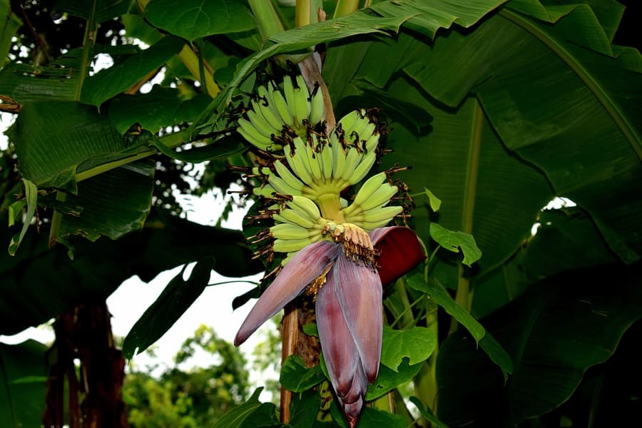 Foto Bananenstaude