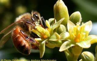 Avocado Blüte