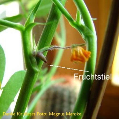Erdnuss Fruchtstiel