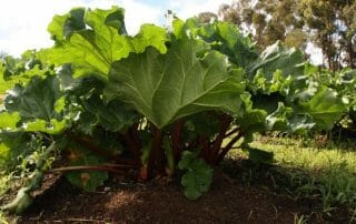 Dein Rezept für Jetzt: Rhabarberkompott