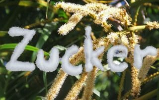 Süße des Lebens Kokosblütenzucker