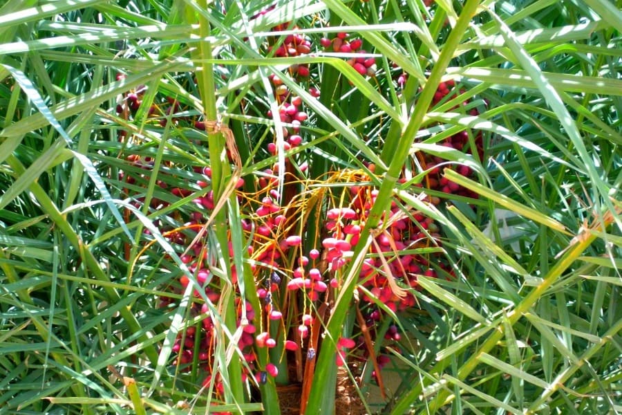 Süße des Lebens Palme rote Datteln