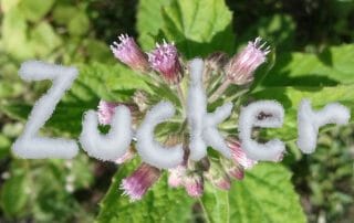 Die Süße des Lebens: Stevia rebaudiana