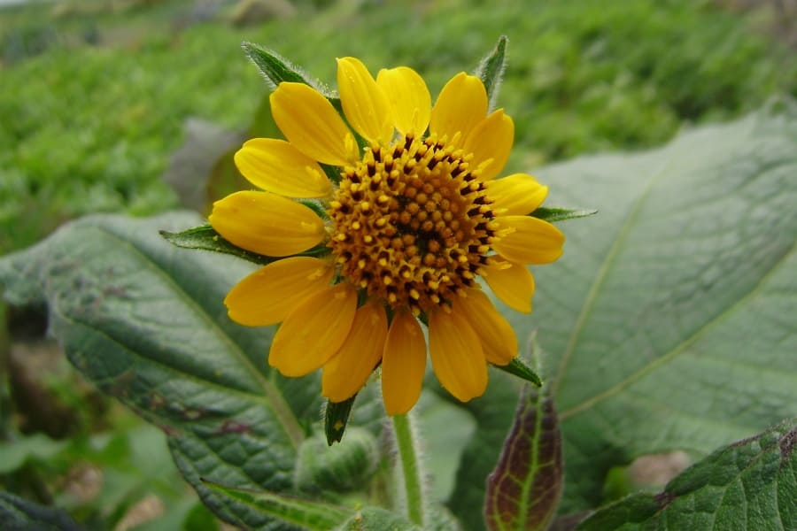 Süsse des_Lebens Yaconblüte