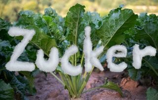 Süße des Lebens: Allgemeines über Zucker