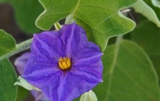 Auberginenblüte lila