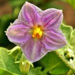 rosafarbene Auberginenblüte