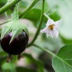 Auberginen Frucht und Blüte