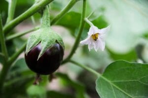 Auberginen Frucht und Blüte