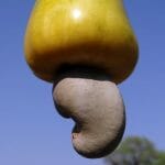 Nahaufnahme Cashewfrucht am Baum