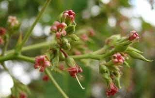 Cashew Blüten fotografiert von Joao de Deus Medeiros