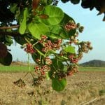 Cashewblüten am Baum
