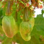 kleine Cashewfrucht Nahaufnahme am Baum