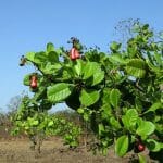 Cashewfrüchte am Baum