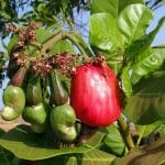 verschiedene Reifegrade von Cashew am Baum