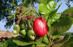 verschiedene Reifegrade von Cashew am Baum