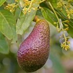 Avocados, europäische Ernte