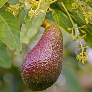 Avocados, europäische Ernte