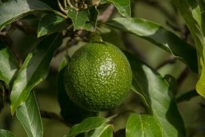 Reed Avocado