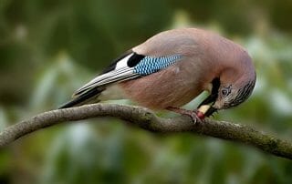 Eichelhäher mit Erdnuss