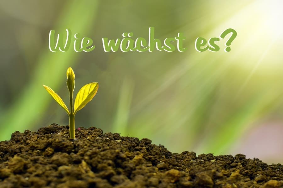 Wie wächst es