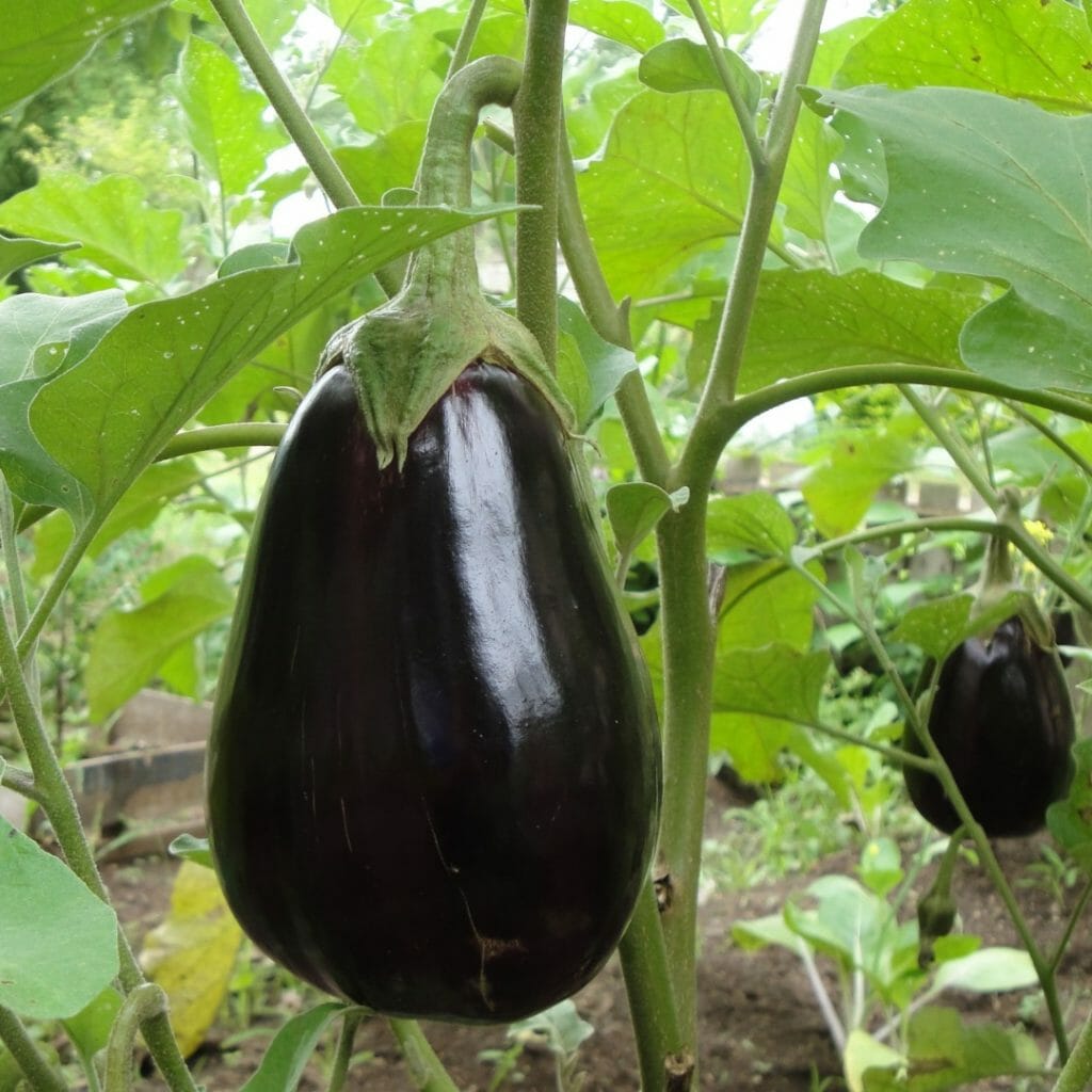 Auberginen+
