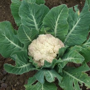 Blumenkohl+