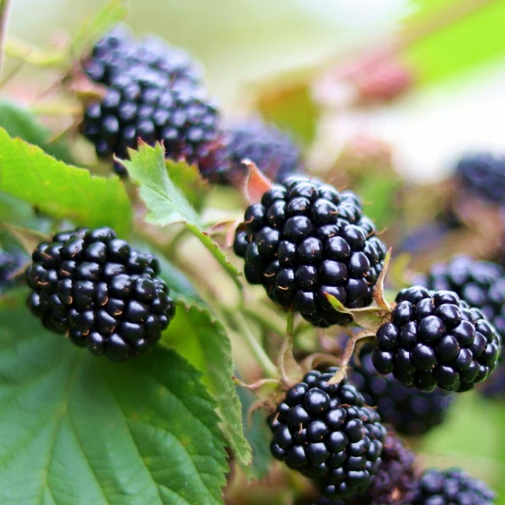 Brombeeren+