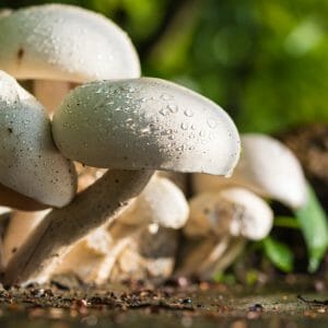 Champignons+