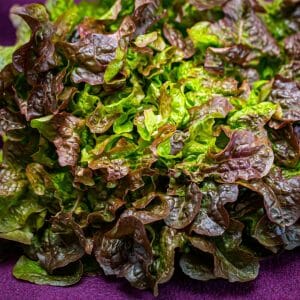 Eichblatt-Salat+