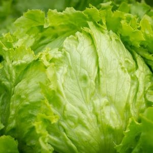 Eisberg-Salat