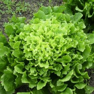 Endiviensalat+