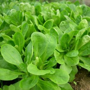 Feldsalat+