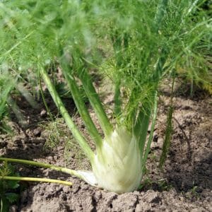 Fenchel+