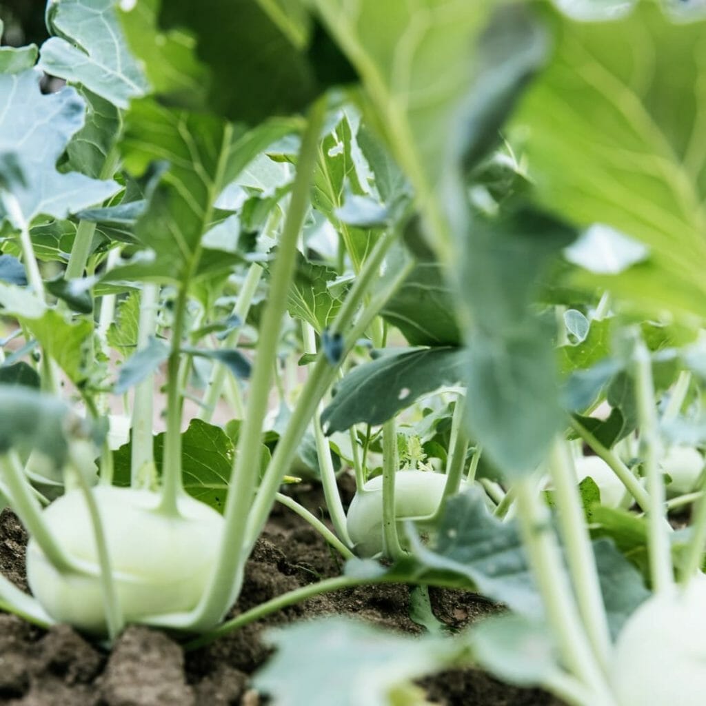 Kohlrabi+