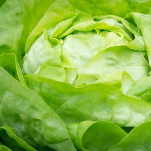 Kopfsalat