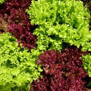 Lollo rosso Lollo bianco+