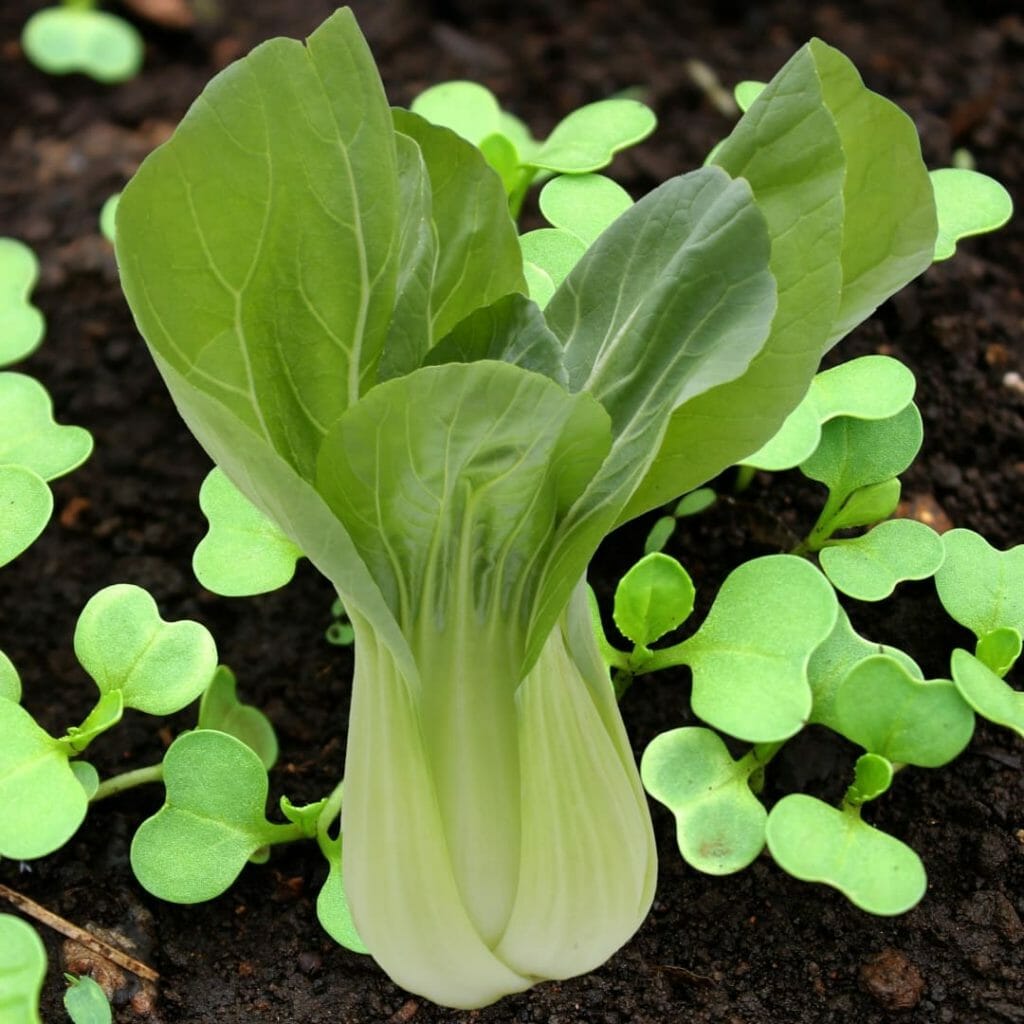 Pak Choi+