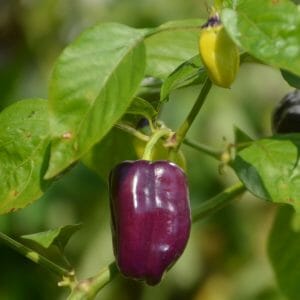 Paprika violett+