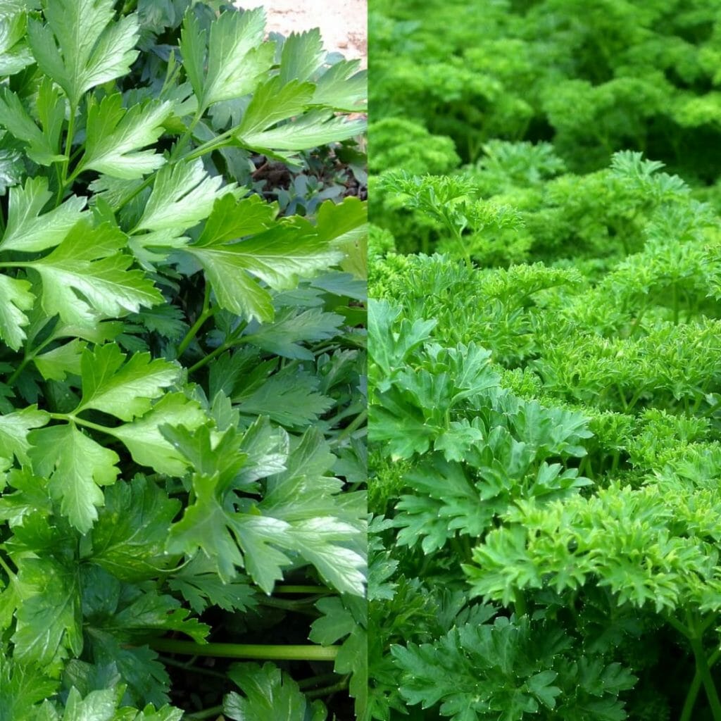Petersilie glatte+ krause