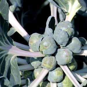 Rosenkohl+