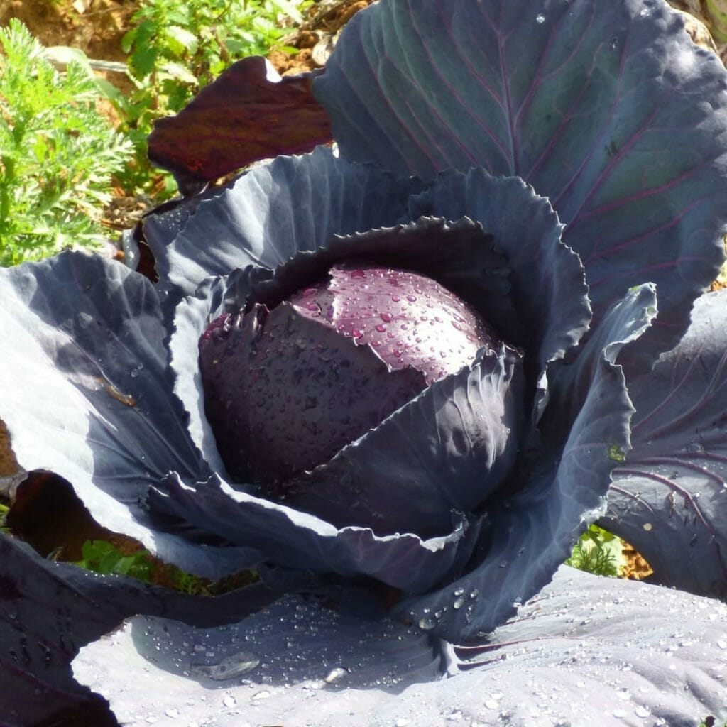 Rotkohl+