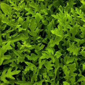 Rucola Rauke+