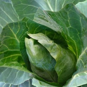 Spitzkohl+
