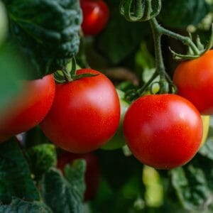 Tomaten+