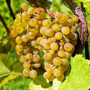 Weintrauben+