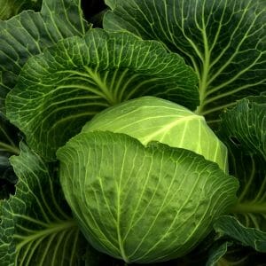 Weißkohl+